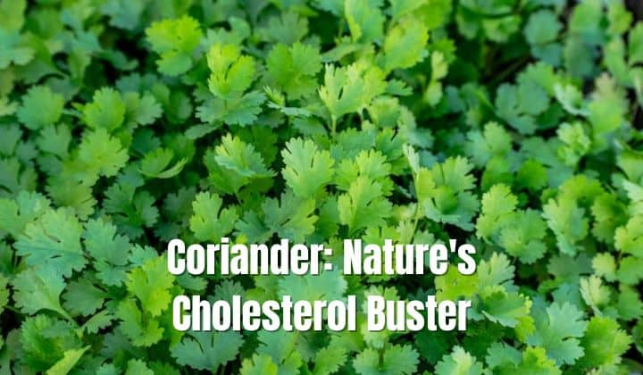 Coriander- Nature's Cholesterol Buster