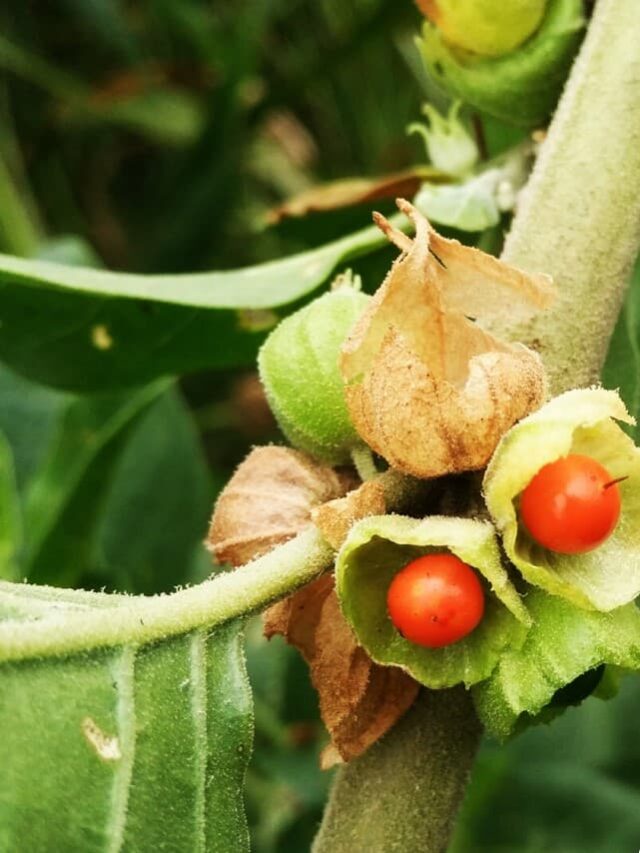 Ashwagandha: The Ancient Herb That Can Help You Beat Stress