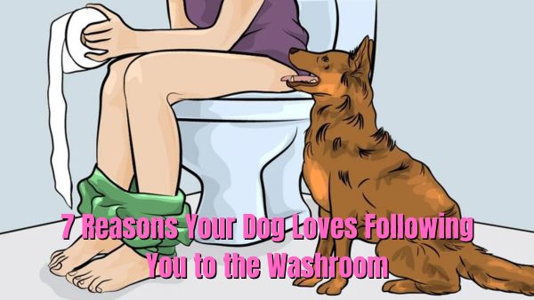 7 Reasons Your Dog Loves Following You to the Washroom