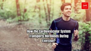 How the Cardiovascular System Transports Hormones During Exercise?