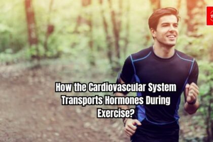 How the Cardiovascular System Transports Hormones During Exercise?